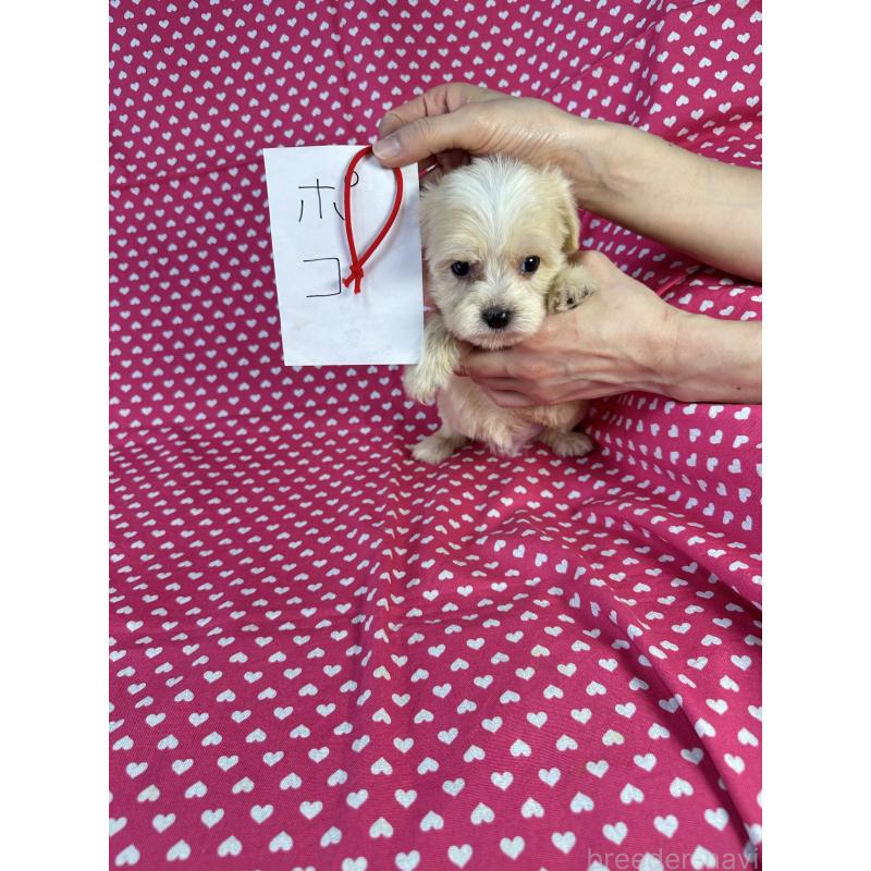 販売中の北海道のキャバプー:キャバリア×トイプードル-432523の5枚目