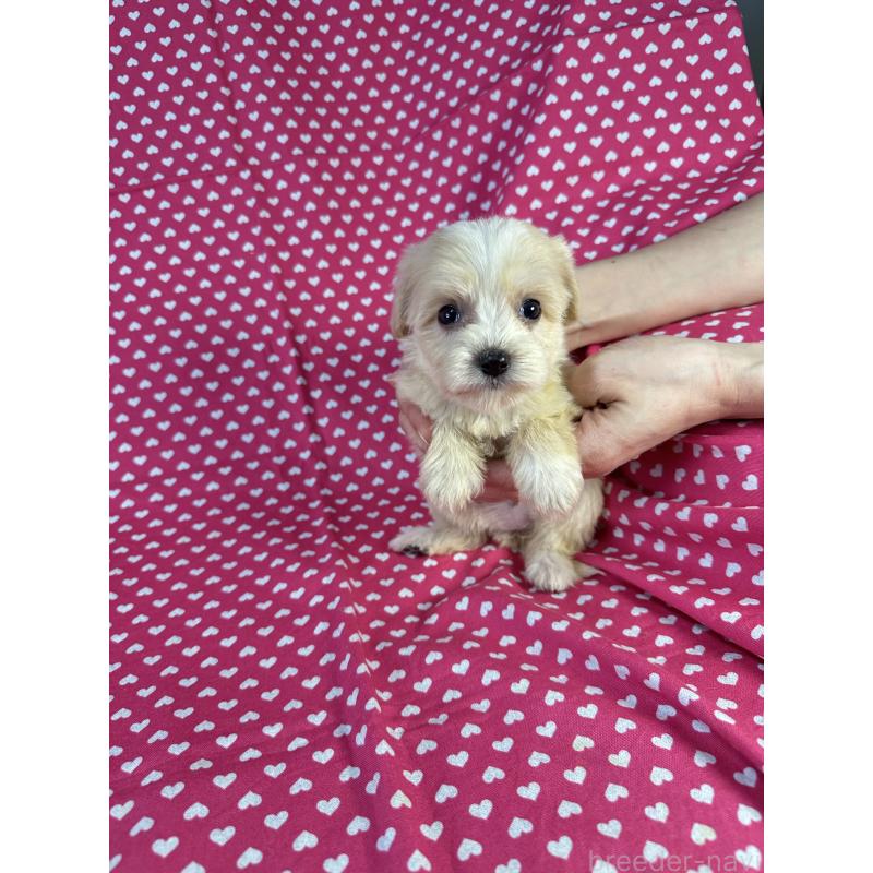 販売中の北海道のキャバプー:キャバリア×トイプードル-432523の4枚目