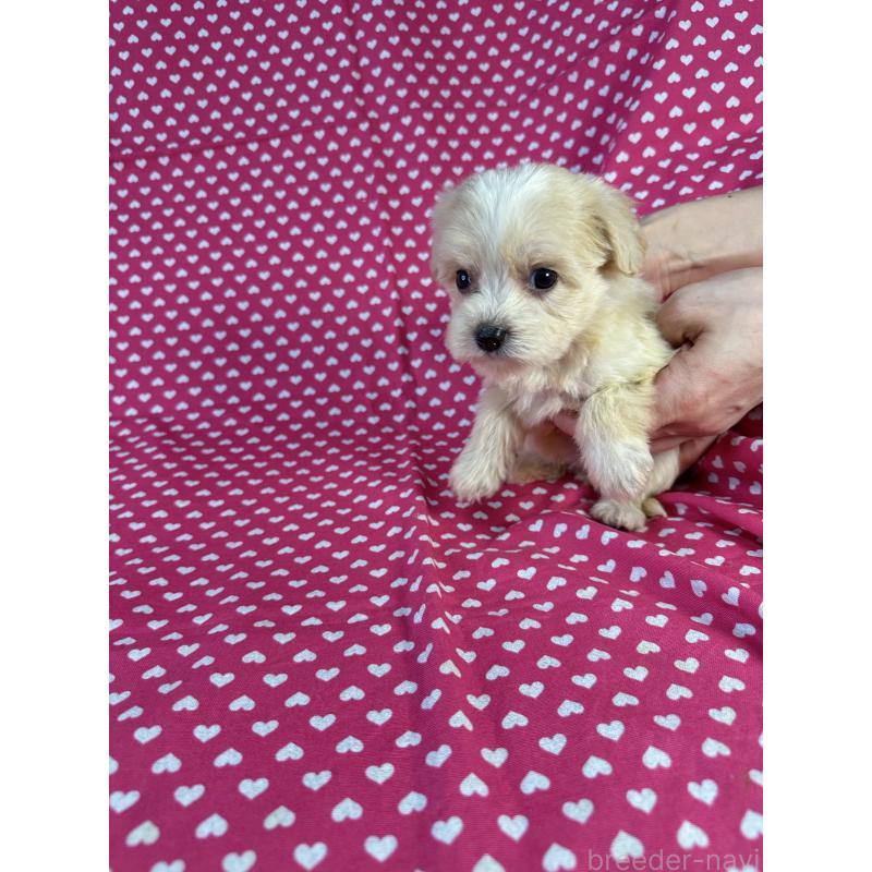 販売中の北海道のキャバプー:キャバリア×トイプードル-432523の3枚目