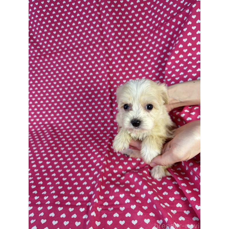 販売中の北海道のキャバプー:キャバリア×トイプードル-432523の2枚目