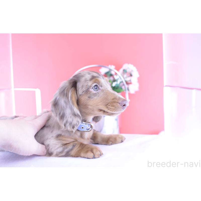 販売中の愛知県のカニンヘンダックスフンド(ロングヘアード)-420260の9枚目