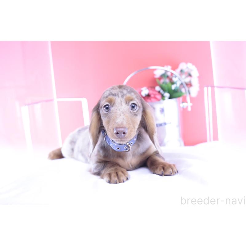 販売中の愛知県のカニンヘンダックスフンド(ロングヘアード)-420260の7枚目