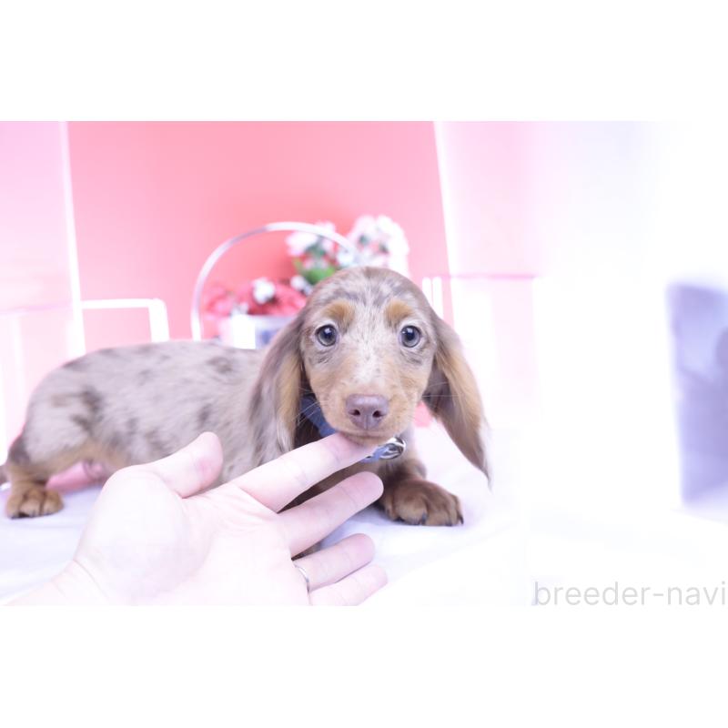 販売中の愛知県のカニンヘンダックスフンド(ロングヘアード)-420260の5枚目