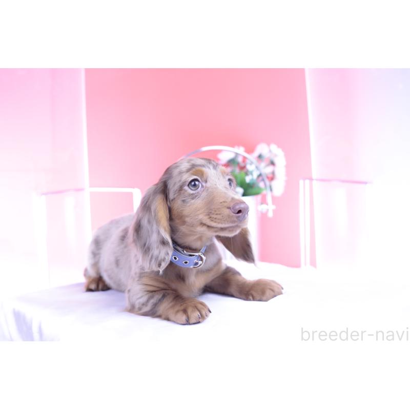 販売中の愛知県のカニンヘンダックスフンド(ロングヘアード)-420260の4枚目