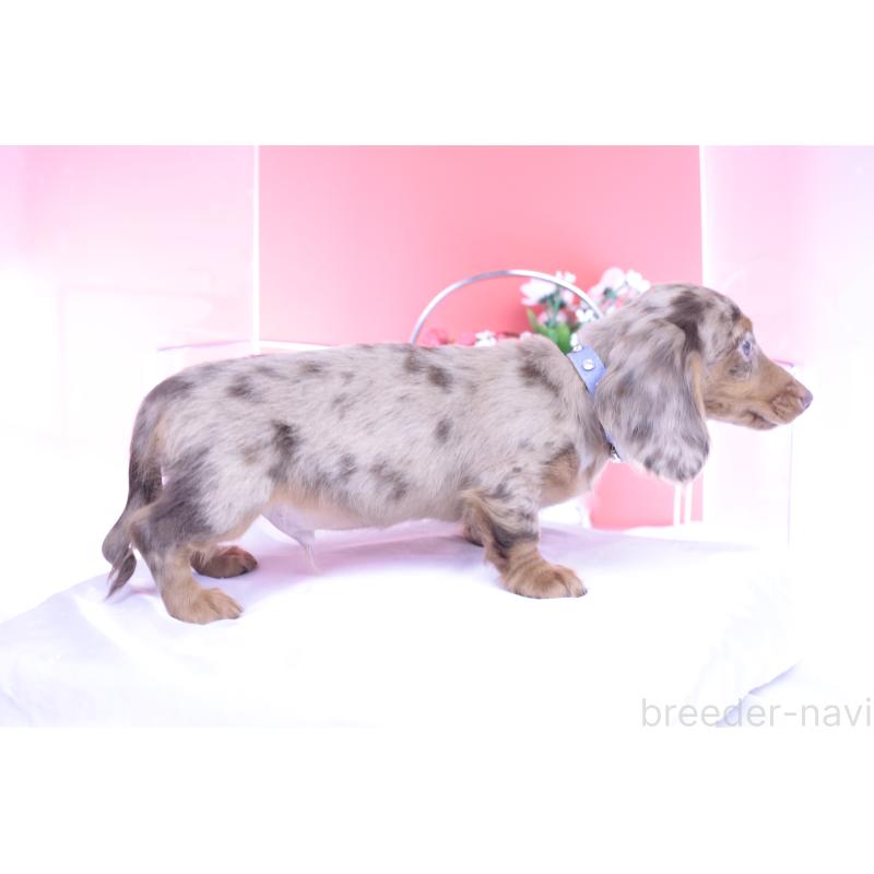 販売中の愛知県のカニンヘンダックスフンド(ロングヘアード)-420260の3枚目