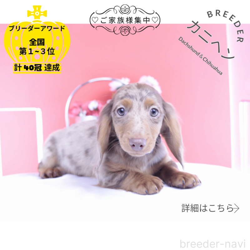 販売中の愛知県のカニンヘンダックスフンド(ロングヘアード)-420260