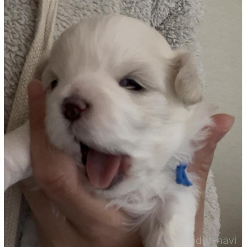 販売中の滋賀県のマルチーズ-430675の116枚目