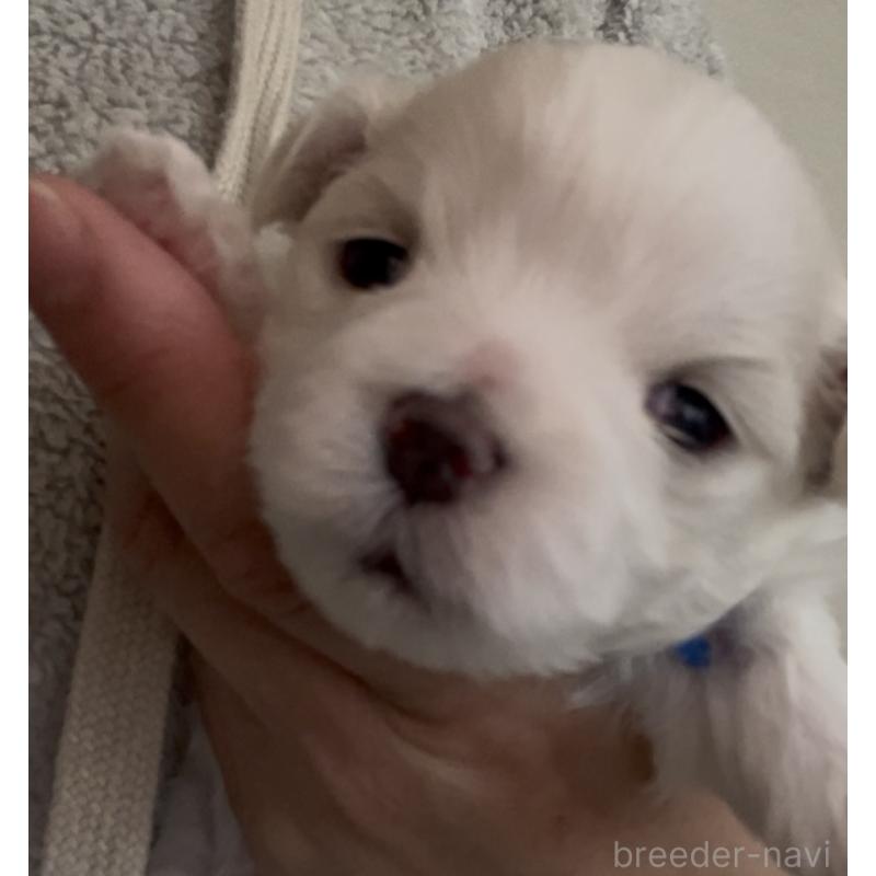 販売中の滋賀県のマルチーズ-430675