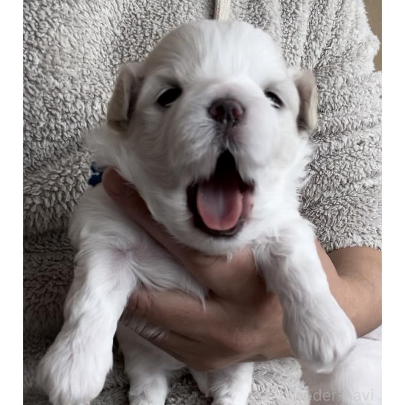 販売中の滋賀県のマルチーズ-430675の111枚目