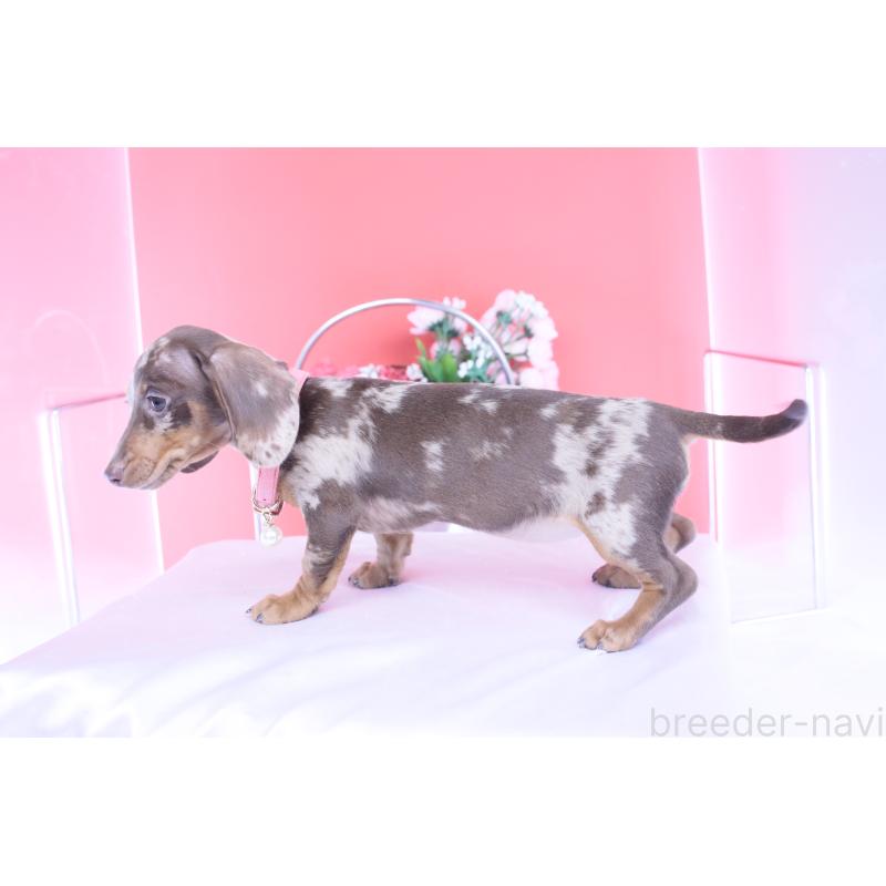 販売中の愛知県のカニンヘンダックスフンド(スムースヘアード)-420262の6枚目