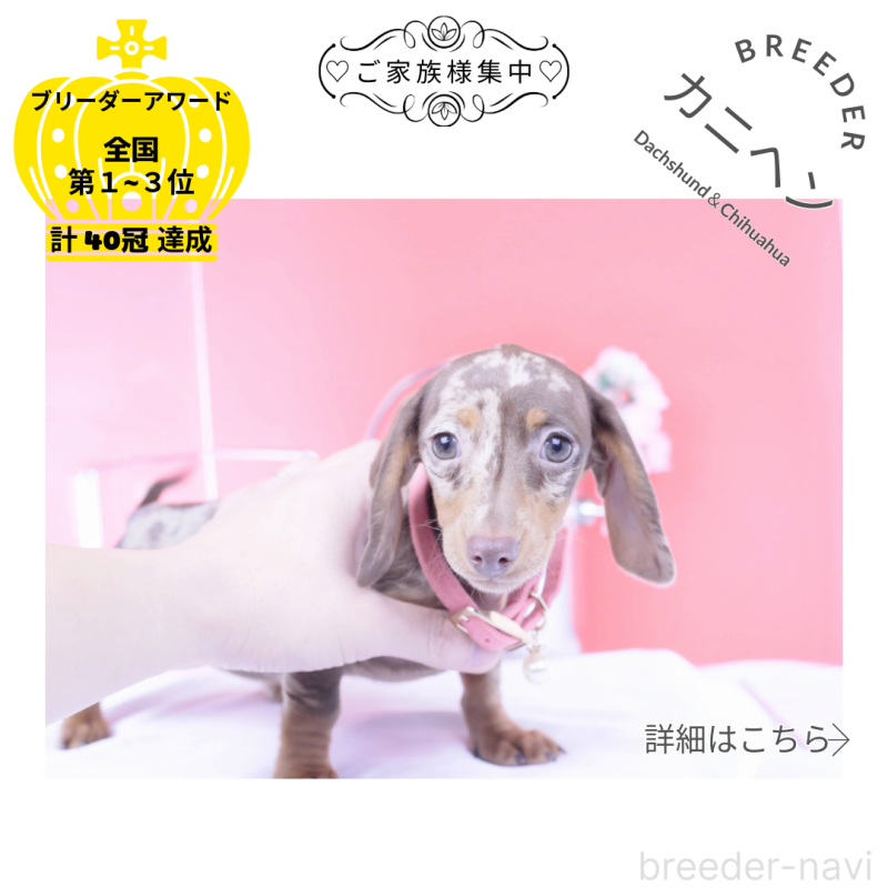 販売中の愛知県のカニンヘンダックスフンド(スムースヘアード)-420262