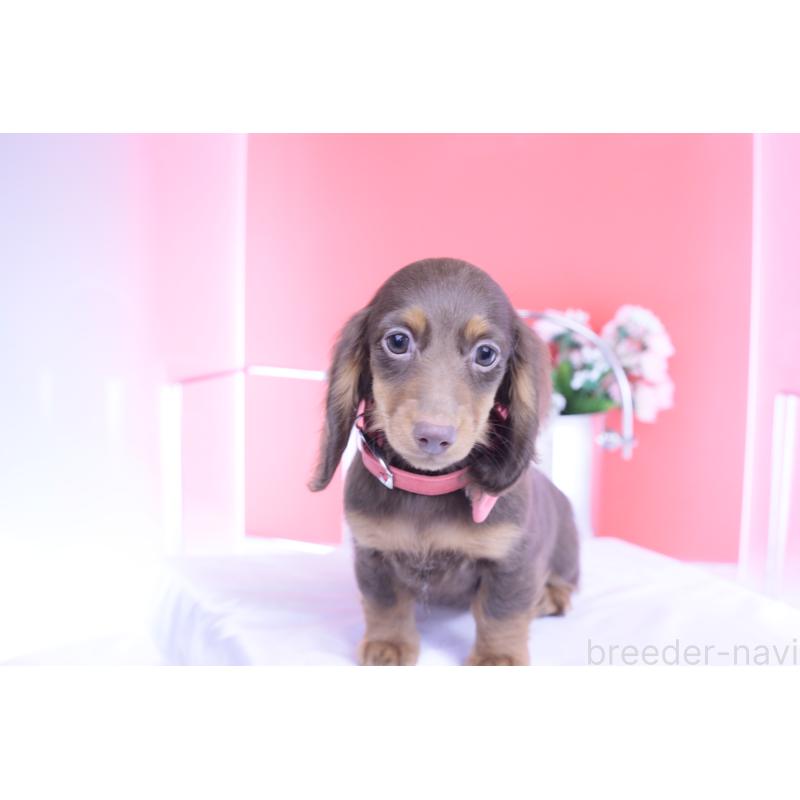 販売中の愛知県のカニンヘンダックスフンド(ロングヘアード)-420263の12枚目