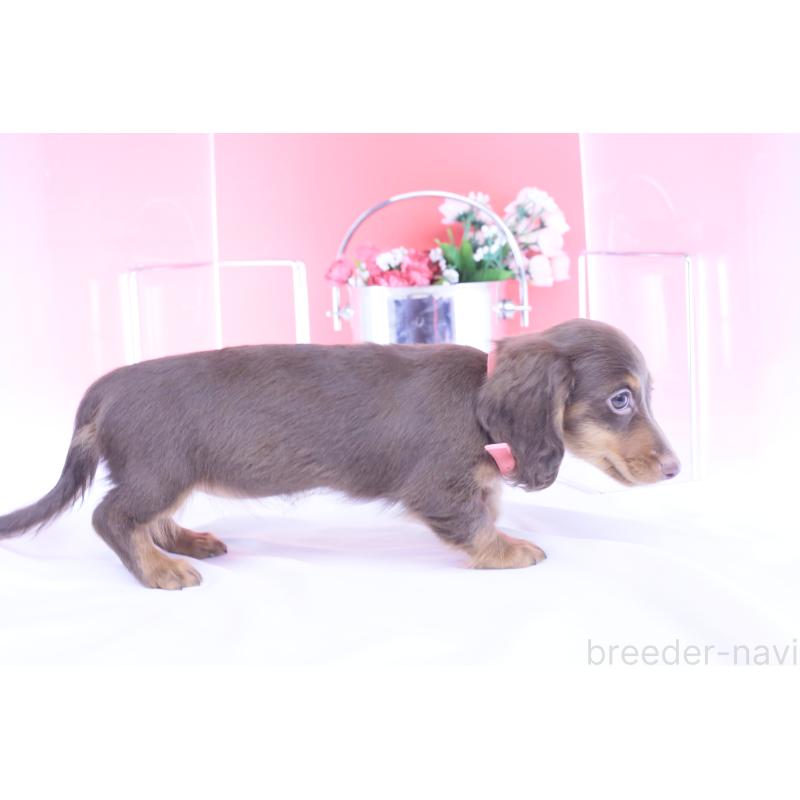 販売中の愛知県のカニンヘンダックスフンド(ロングヘアード)-420263の2枚目