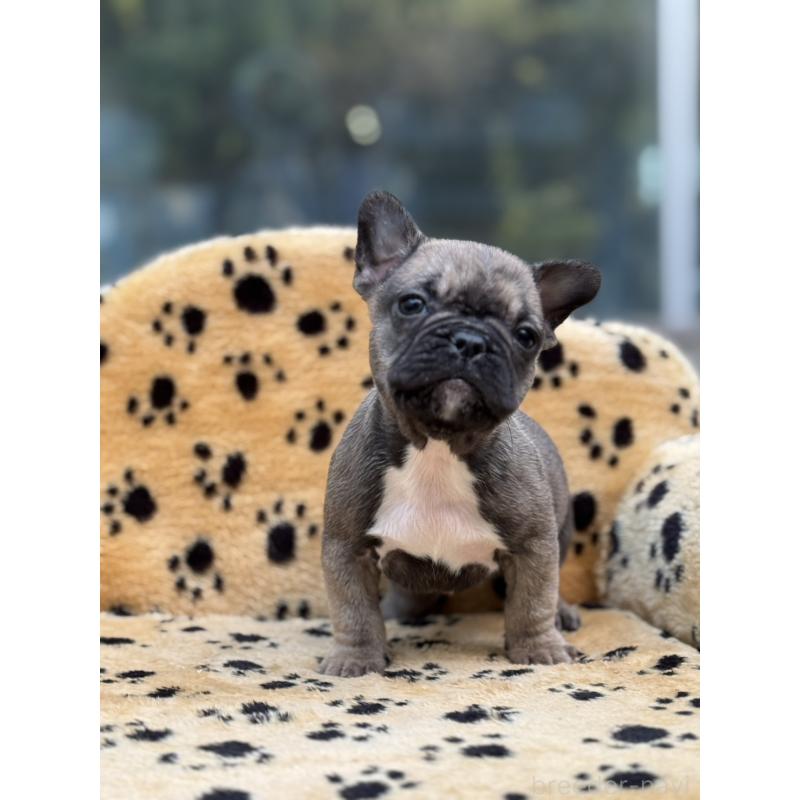 販売中の大阪府のフレンチブルドッグ-432527の5枚目