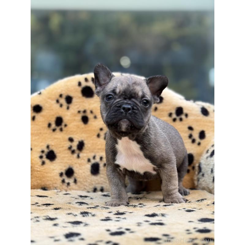 販売中の大阪府のフレンチブルドッグ-432527