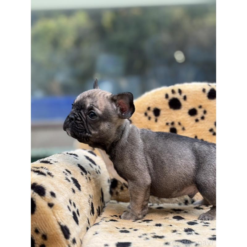 販売中の大阪府のフレンチブルドッグ-432527の4枚目