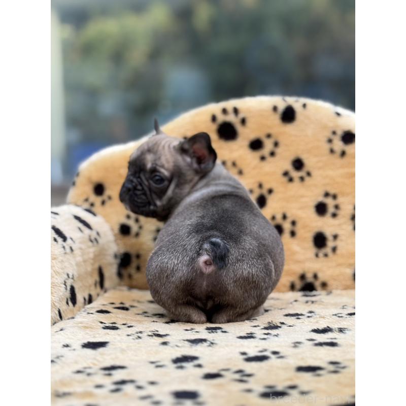 販売中の大阪府のフレンチブルドッグ-432527の3枚目