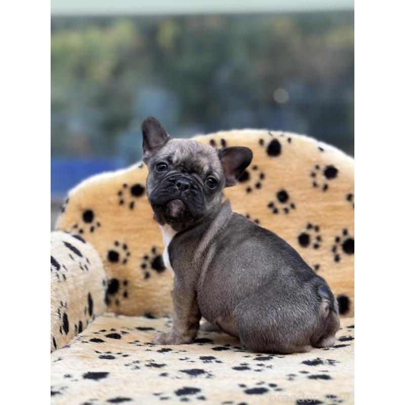 販売中の大阪府のフレンチブルドッグ-432527の2枚目