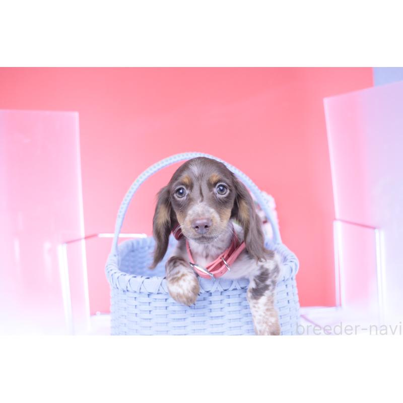 成約済の愛知県のカニンヘンダックスフンド(ロングヘアード)-420257の7枚目