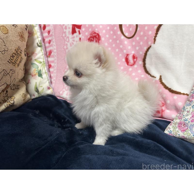 販売中の熊本県のポメラニアン-432538の6枚目