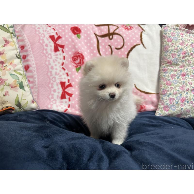 販売中の熊本県のポメラニアン-432538の4枚目