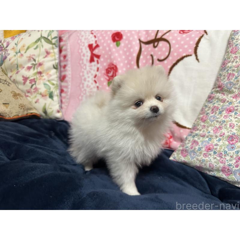 販売中の熊本県のポメラニアン-432538の3枚目