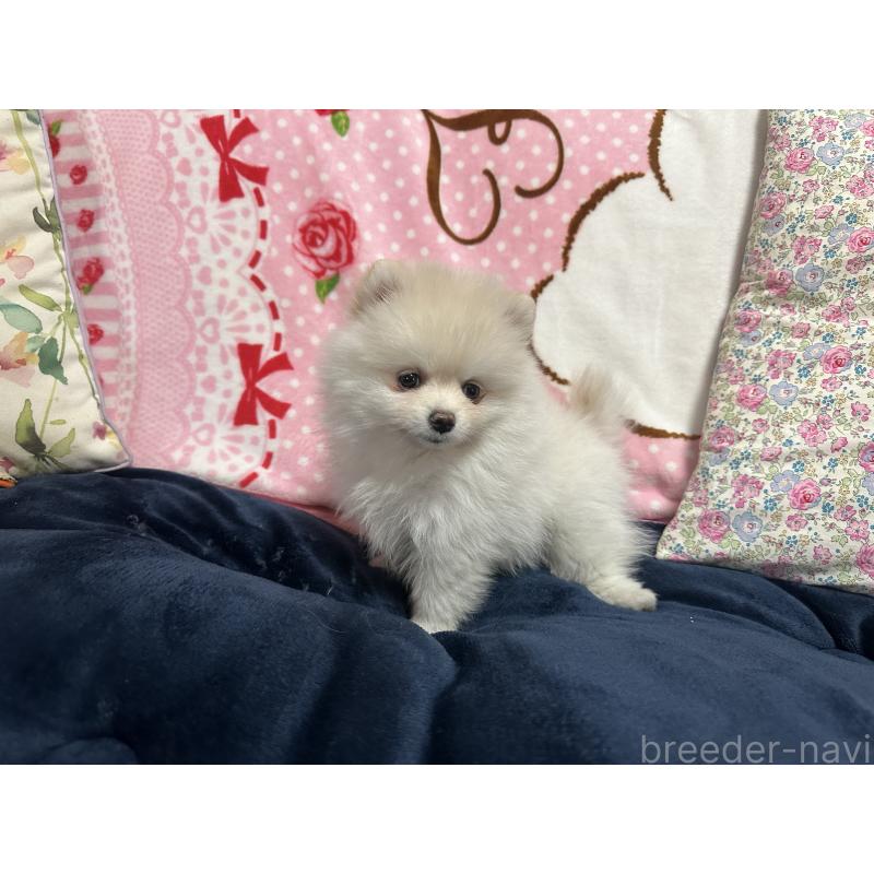 販売中の熊本県のポメラニアン-432538の2枚目