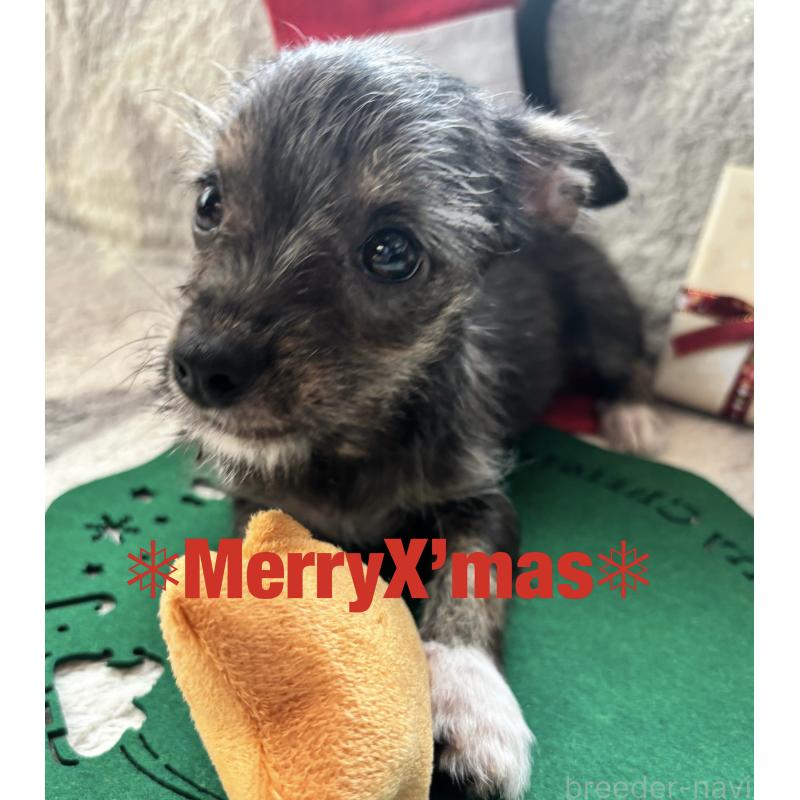 販売中の熊本県のチワプー:チワワ×トイプードル-417788