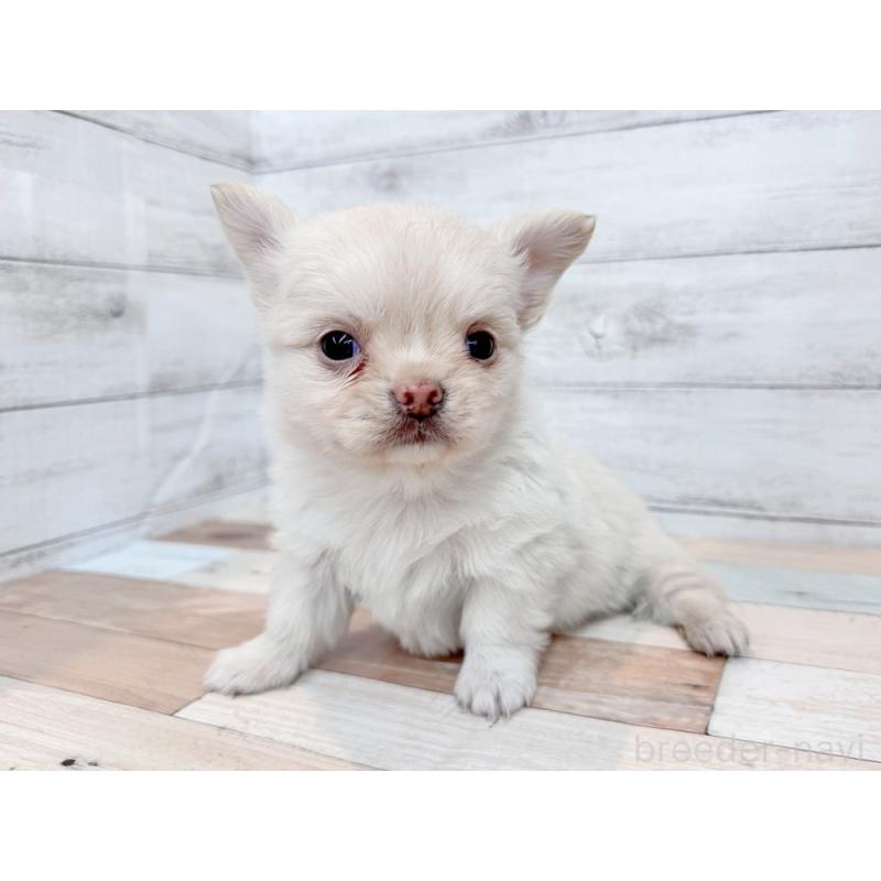 販売中の新潟県のチワワ(ロングコート)-432528の5枚目