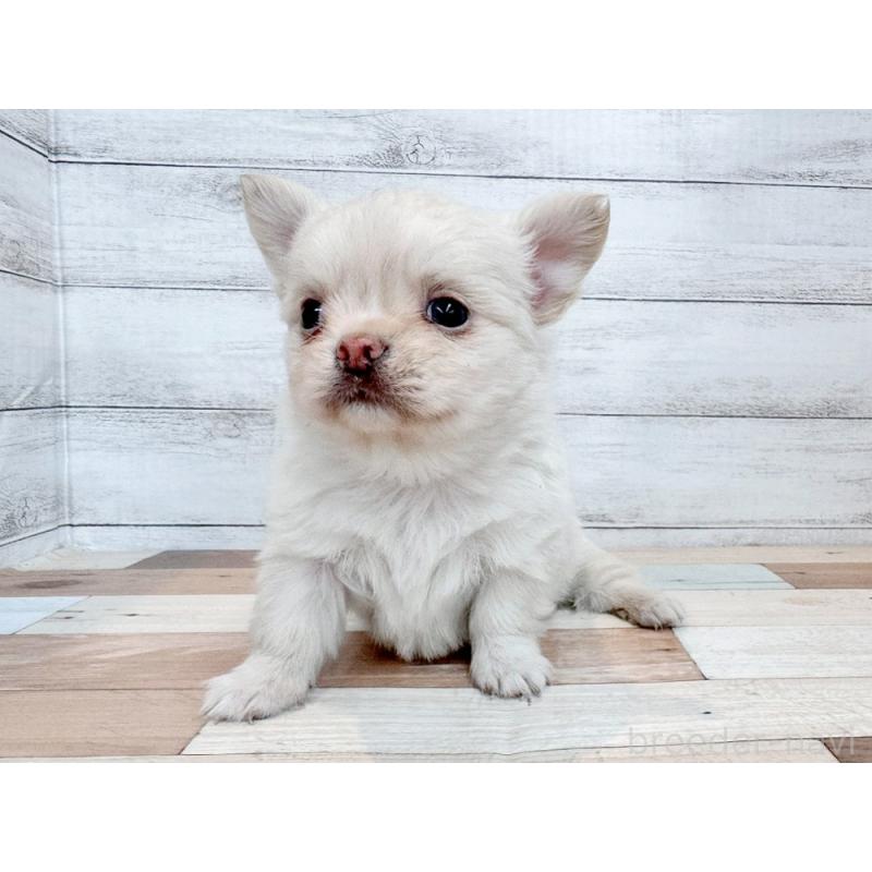 販売中の新潟県のチワワ(ロングコート)-432528の4枚目