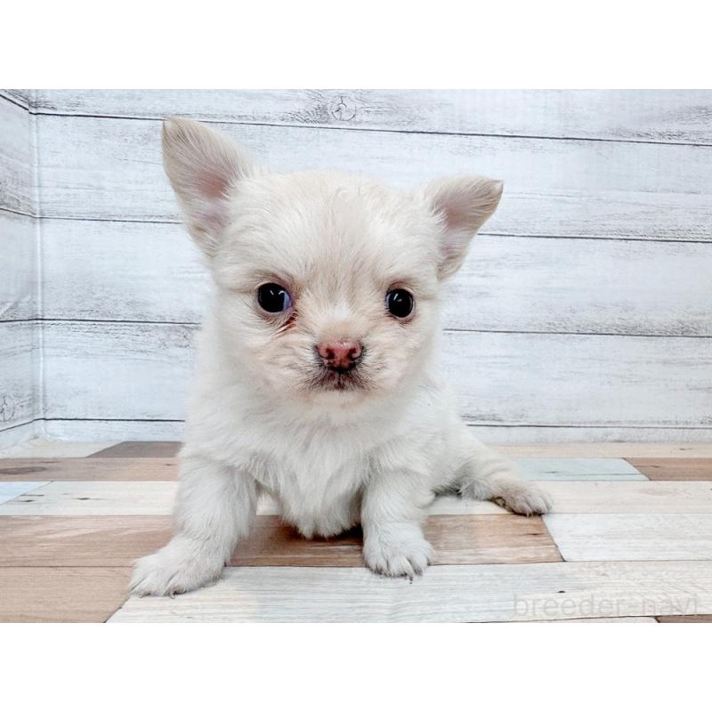 販売中の新潟県のチワワ(ロングコート)-432528の3枚目