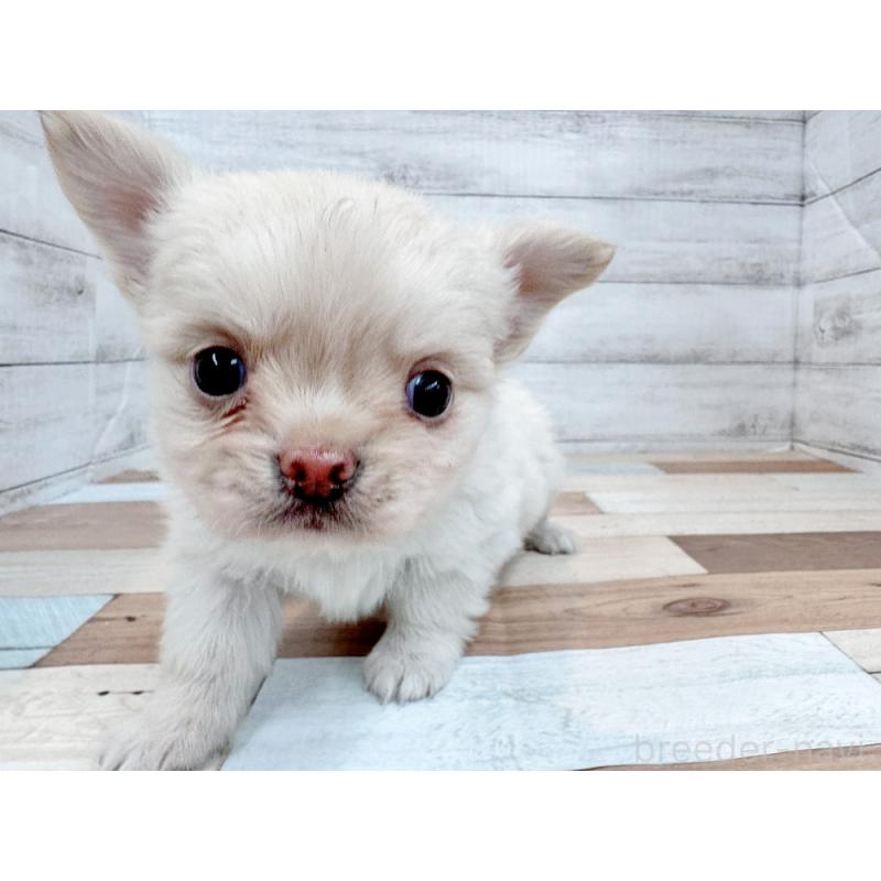 販売中の新潟県のチワワ(ロングコート)-432528の2枚目