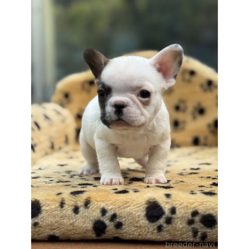 販売中の大阪府のフレンチブルドッグ-432529の5枚目
