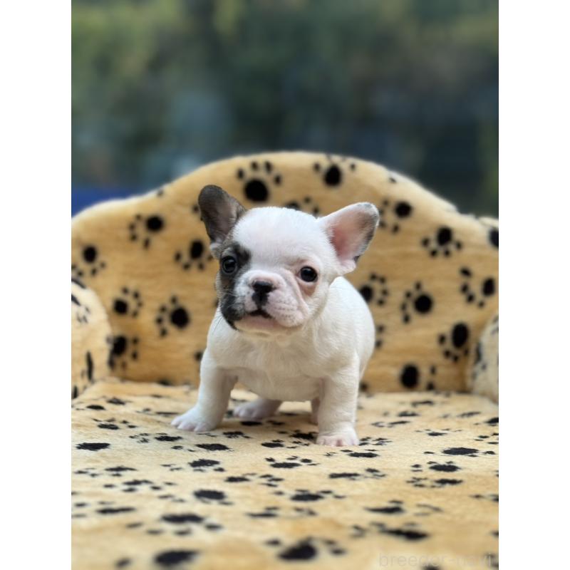 販売中の大阪府のフレンチブルドッグ-432529の1枚目