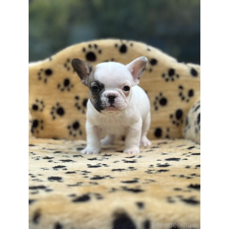 販売中の大阪府のフレンチブルドッグ-432529の4枚目