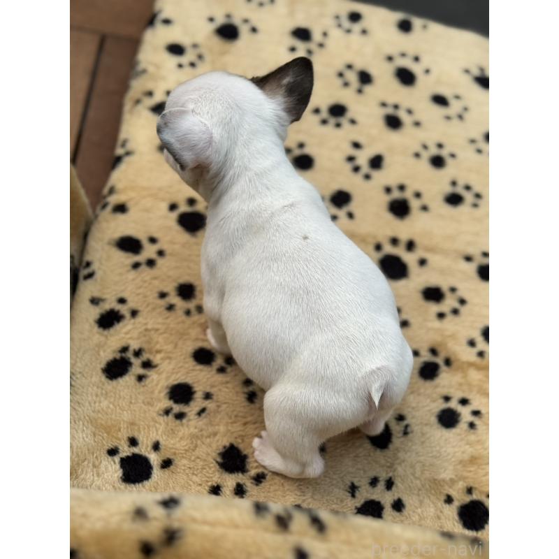 販売中の大阪府のフレンチブルドッグ-432529の3枚目