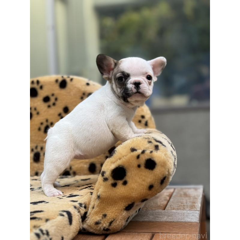 販売中の大阪府のフレンチブルドッグ-432529の2枚目