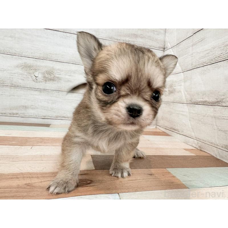 販売中の新潟県のチワワ(ロングコート)-432530の3枚目