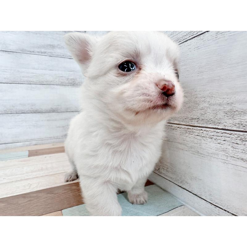 販売中の新潟県のチワワ(ロングコート)-432531の4枚目