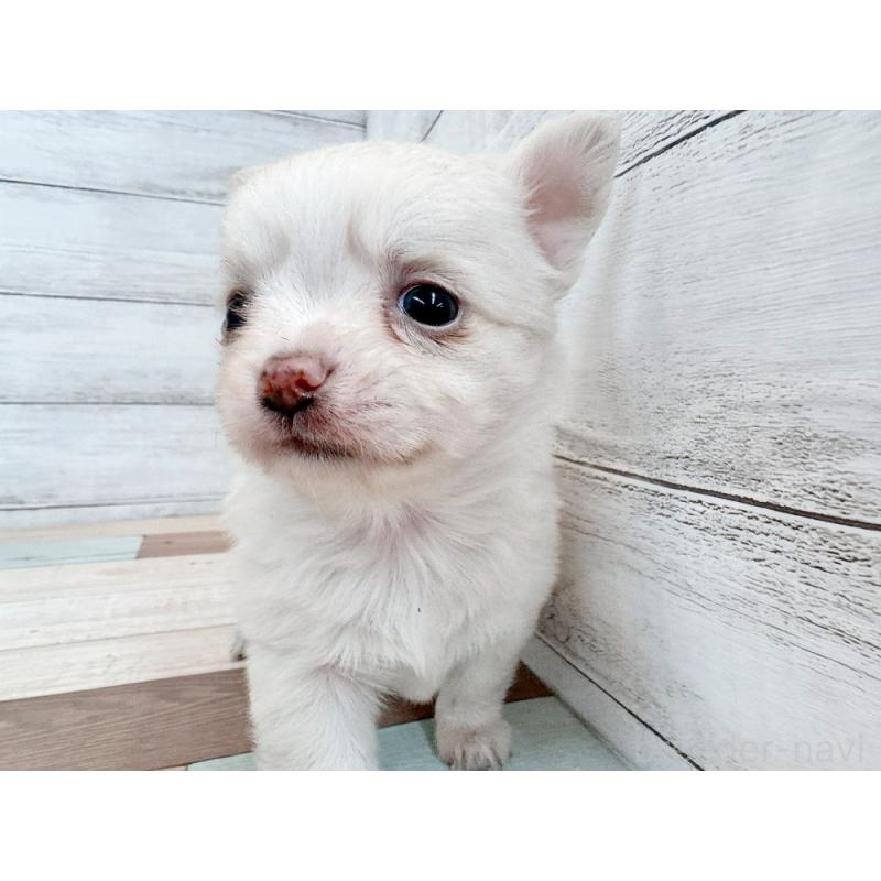 販売中の新潟県のチワワ(ロングコート)-432531の5枚目