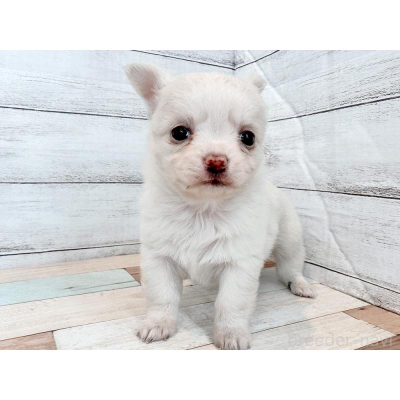 販売中の新潟県のチワワ(ロングコート)-432531の3枚目