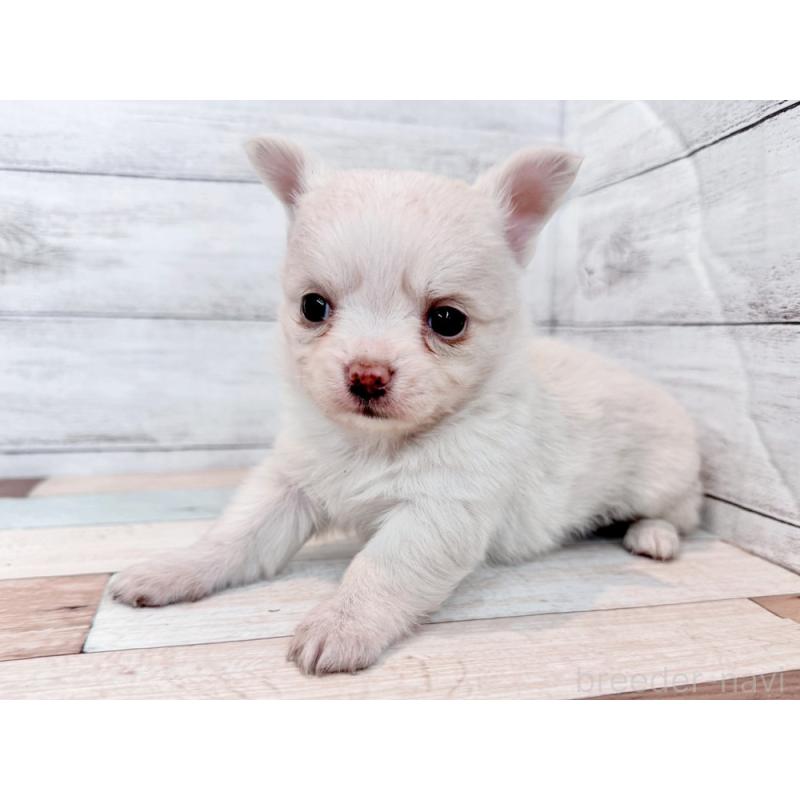 販売中の新潟県のチワワ(ロングコート)-432531の2枚目