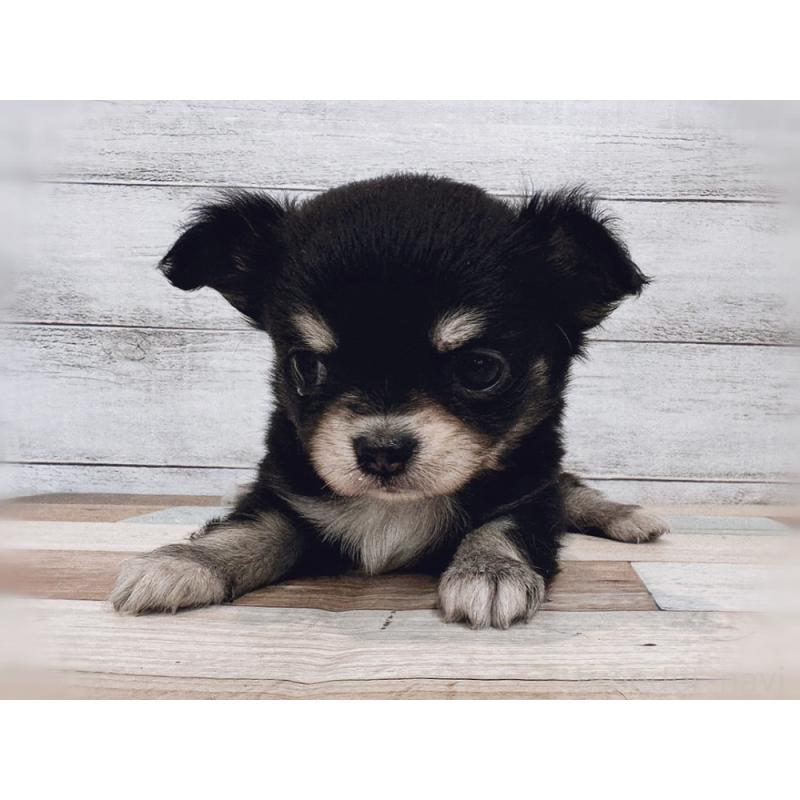 販売中の新潟県のチワワ(ロングコート)-432532の5枚目