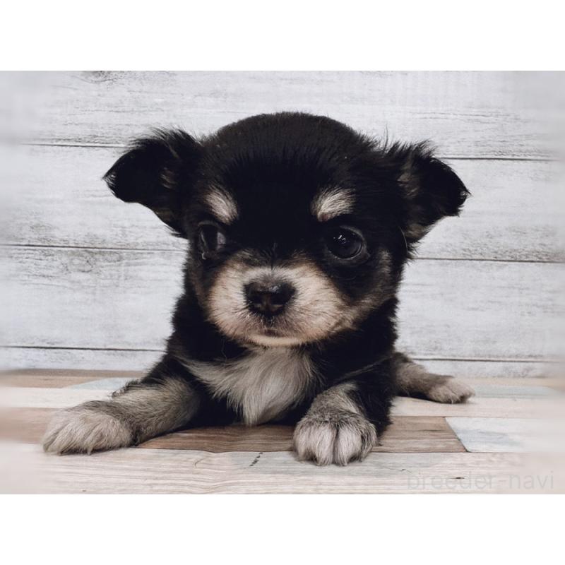 販売中の新潟県のチワワ(ロングコート)-432532の4枚目