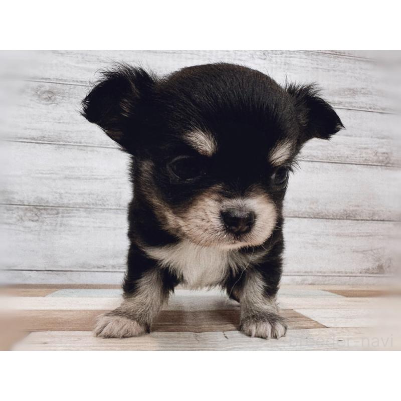 販売中の新潟県のチワワ(ロングコート)-432532の2枚目