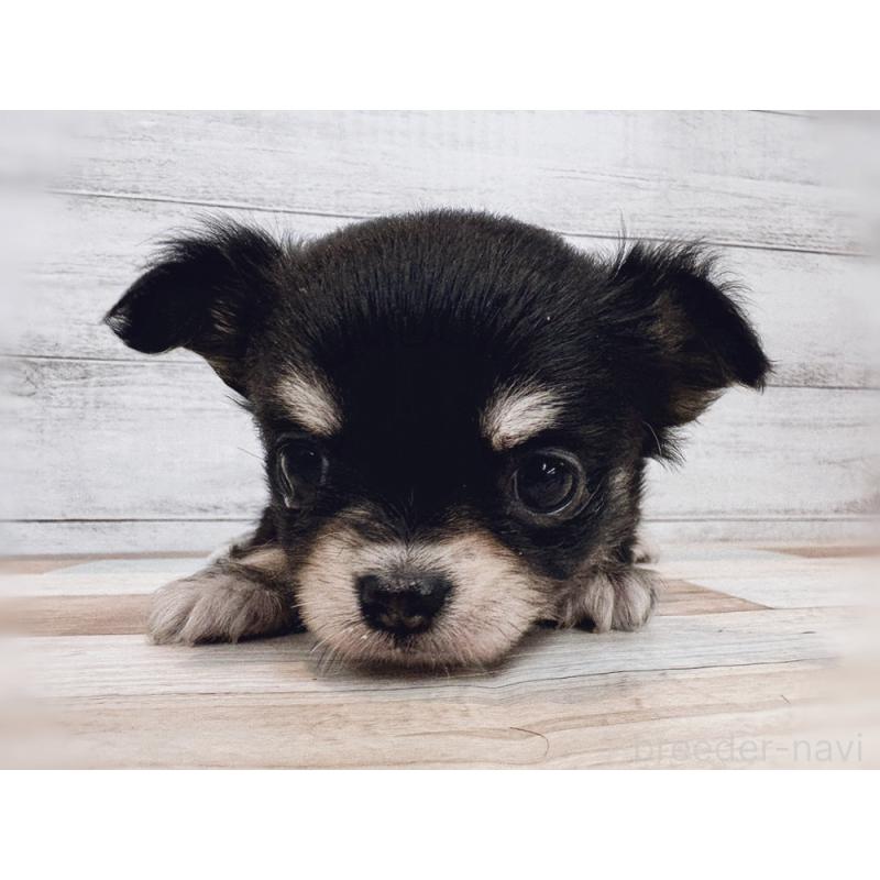 販売中の新潟県のチワワ(ロングコート)-432532の3枚目