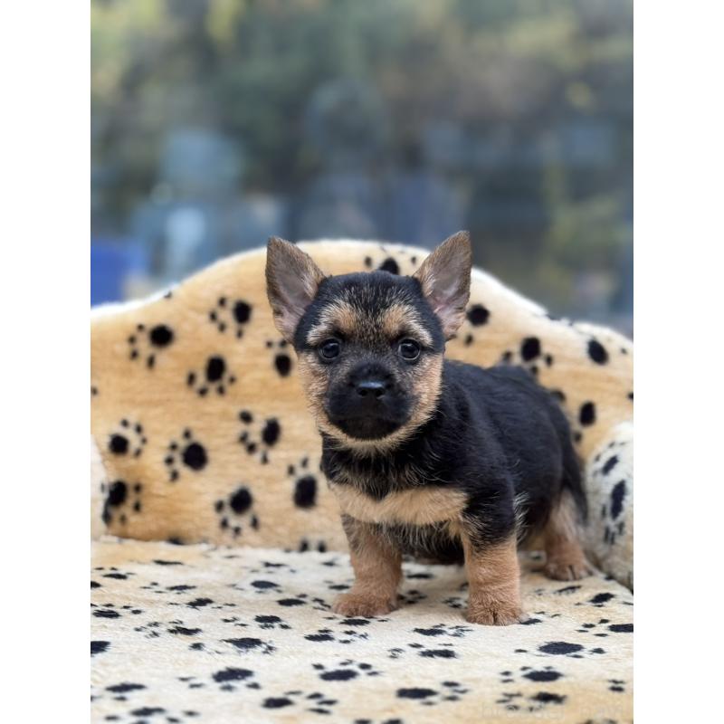 販売中の大阪府のノーリッチテリア-432533の5枚目