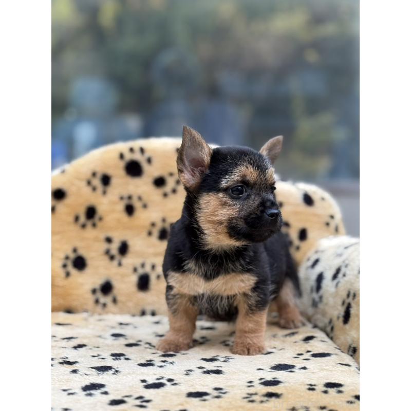 販売中の大阪府のノーリッチテリア-432533の4枚目