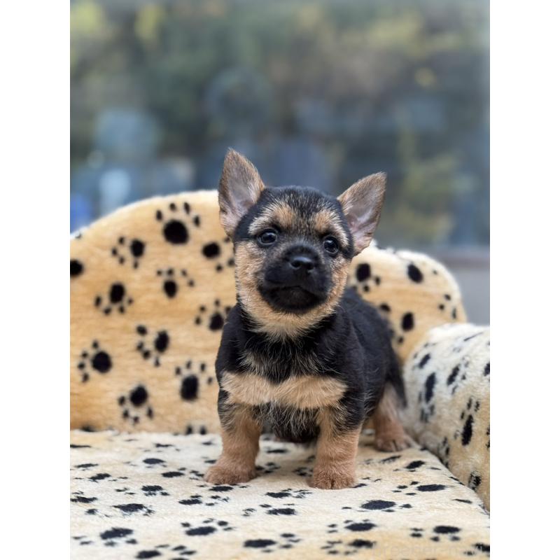 販売中の大阪府のノーリッチテリア-432533の3枚目