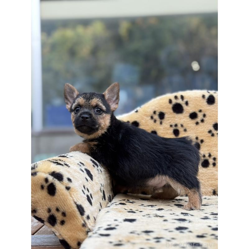 販売中の大阪府のノーリッチテリア-432533の2枚目